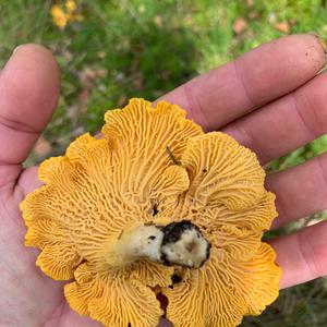 Chanterelle, Common