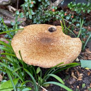 Unknown Species