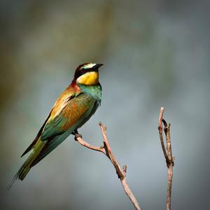 European Bee-eater