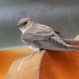 Eurasian Crag-martin