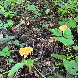 Chanterelle, Common