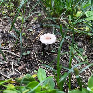 Agaricus impudicus