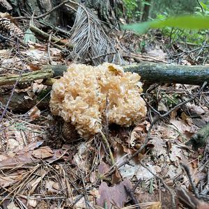 Eastern Cauliflower Mushroom