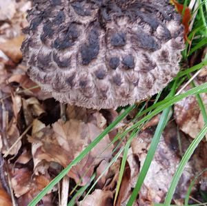 Old Man of the Woods