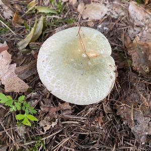 Cracked Green Russula