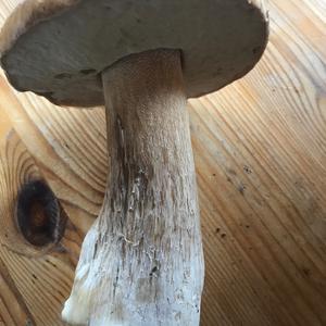 Unknown Species