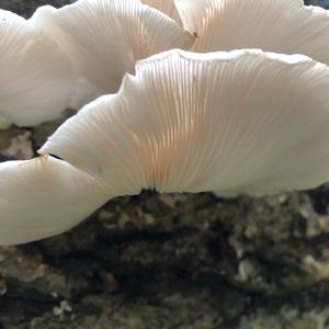 Oyster Mushroom