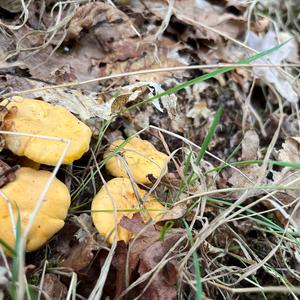 Chanterelle, Common