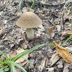 Unknown Species