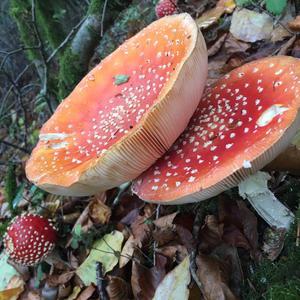 Fly Agaric