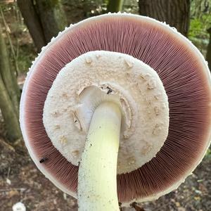 Yellow-foot Agaric