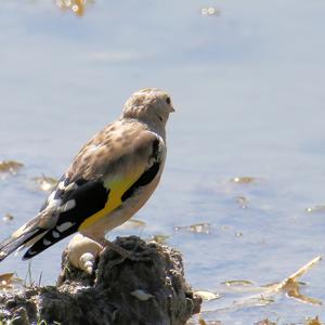 European Goldfinch