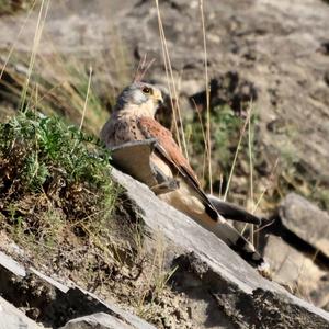 Common Kestrel