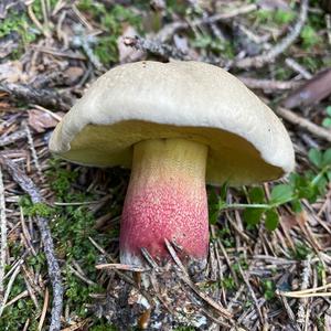 Scarlet-stemmed Bolete