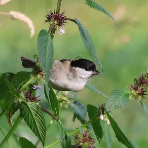 Marsh Tit