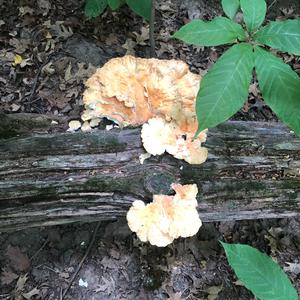 Chicken Mushroom