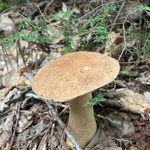 Bitter Bolete