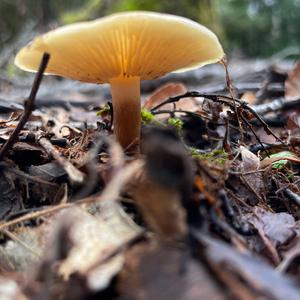 Unknown Species