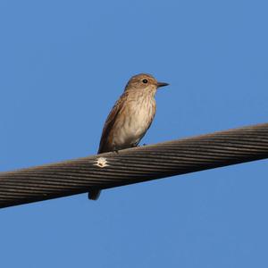 Spotted Flycatcher