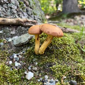 Peppery Bolete