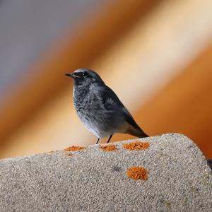 Black Redstart