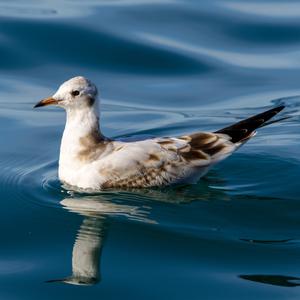 Black-headed Gull