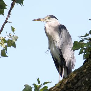 Grey Heron