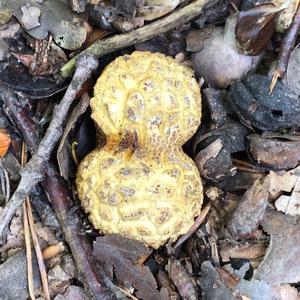 Pigskin Poison Puffball