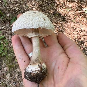 Parasol Mushroom