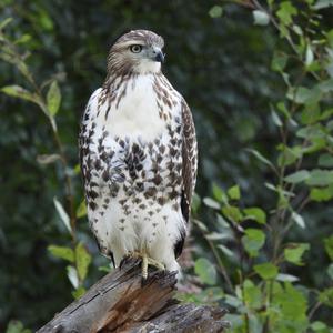 Rotschwanzbussard