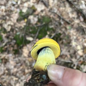 Unknown Species