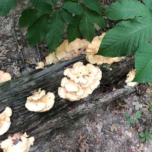 Chicken Mushroom