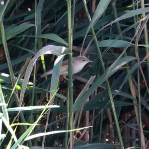 Eurasian Reed-warbler