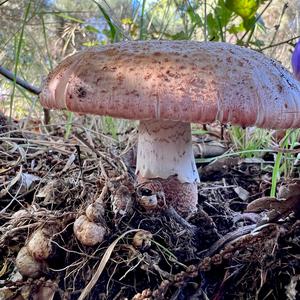 Unknown Species