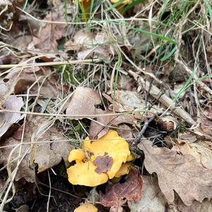 Chanterelle, Common