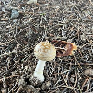 Gemmed Amanita