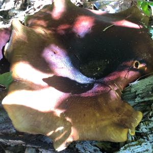 Black-footed Polypore