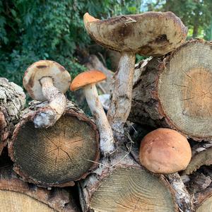 Orange Birch Bolete