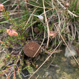 Spiny Puffball