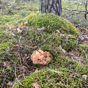 Eastern Cauliflower Mushroom