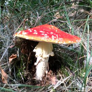 Fly Agaric