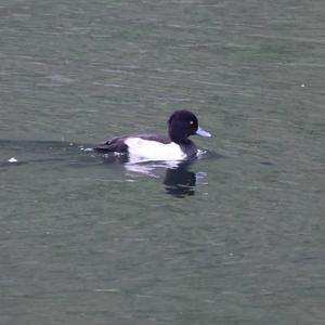 Tufted Duck