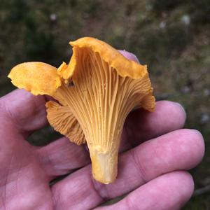 Chanterelle, Common