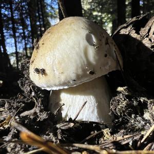 King Bolete