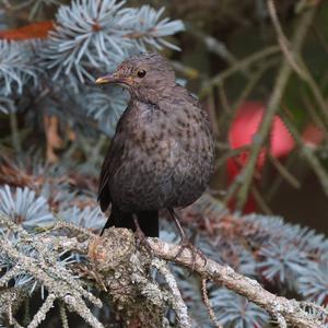 Eurasian Blackbird