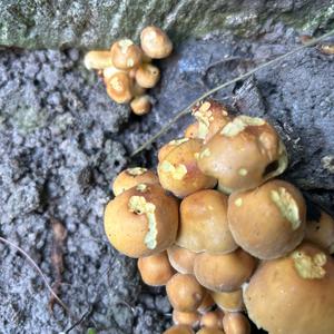 Unknown Species