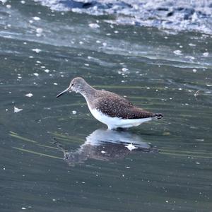 Green Sandpiper