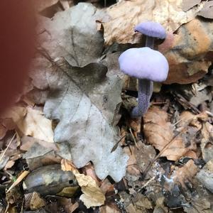 Amethyst Deceiver