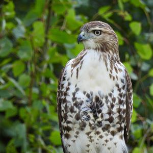 Rotschwanzbussard