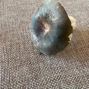Unknown Species